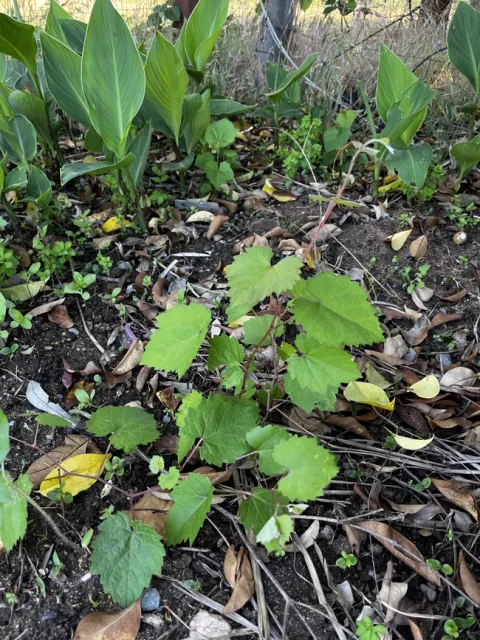 Randomly popping up.