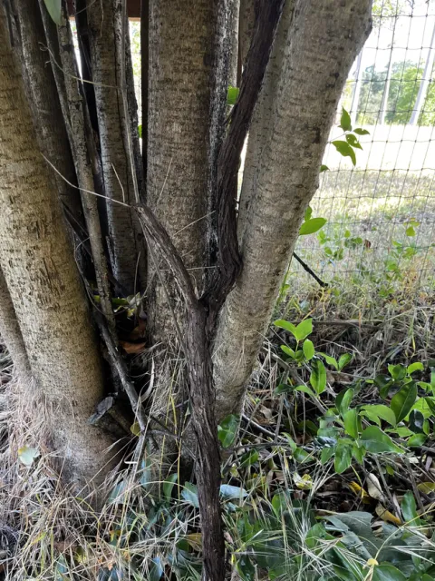 One of the older vines.