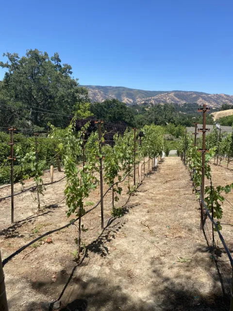 Our pampered vineyard.