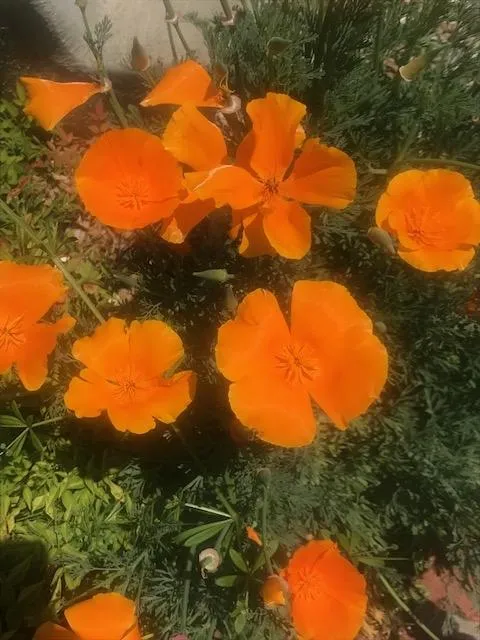 photos by Bernadette Thomas