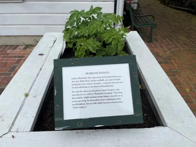 Burbank Idaho Potato developed from seeds.