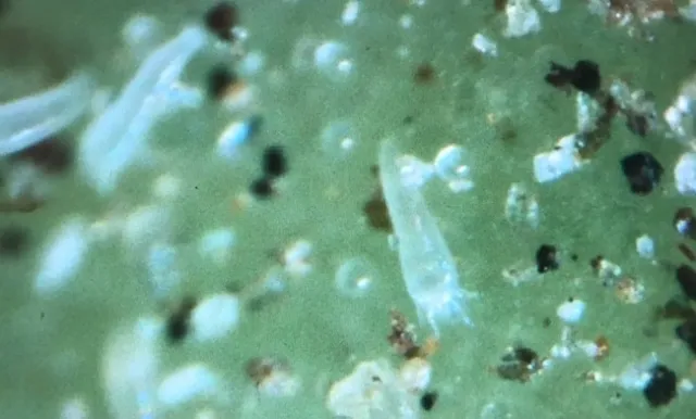 agave mites