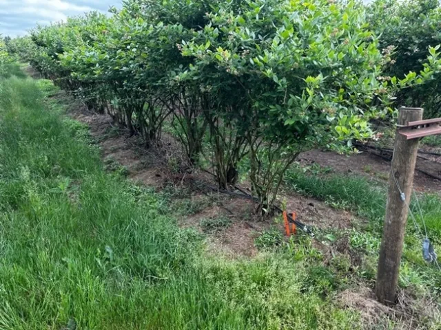 Photo 1. No preemergence herbicide check. Five months after postemergence treatment.