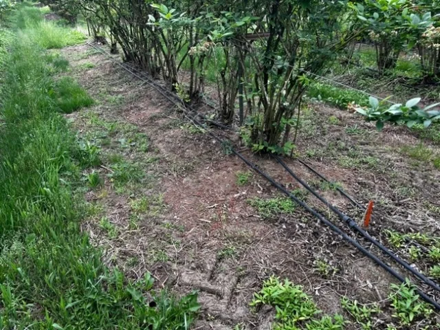 Photo 3. Brake On! (32 fl oz/ac) plus rimsulfuron (Matrix 2 oz/ac). Five months after treatment.