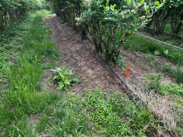 Photo 4. Brake On! (32 fl oz/ac) plus flumioxazin (Chateau 6 oz/ac). Five months after treatment.