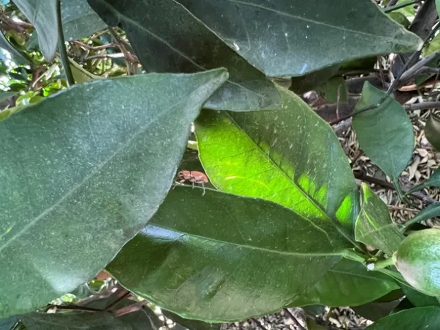 fuller rose beetle adult
