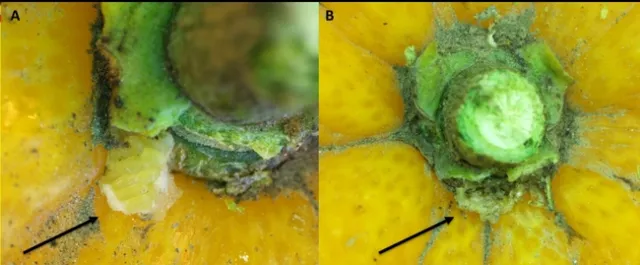 fuller rose beetle egg masses