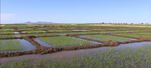 View of levy plots side by side for a tadpole shrimp experiment