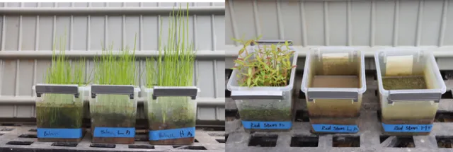 Three small, white tubs, each with bulrush, on the left side. On the right side is another set of three small, white tubs with redstem present in only one tub.