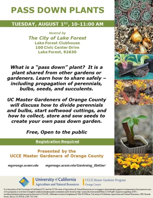 Discover the Magic of 