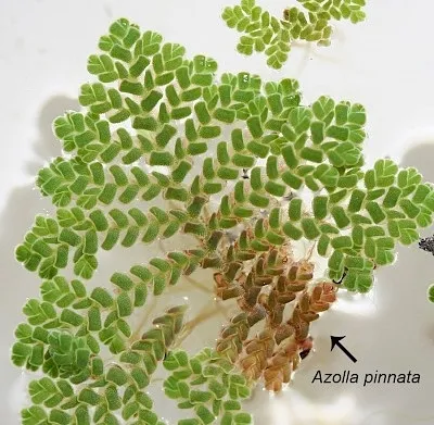 Azolla pinnata
