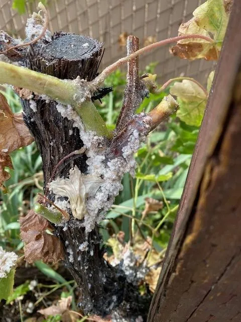 Waxy excretion on grapevine trunk. (Photo: Barbara Miller)
