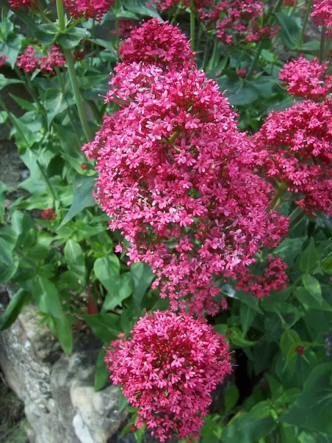 Centranthus ruber ( Red Valerian, Red Spur Valerian, Jupiter's Beard) by Ambersky235 is licensed under CC BY-NC-SA 2.0.