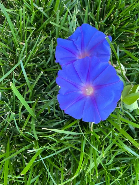 photo by Dottie Deems