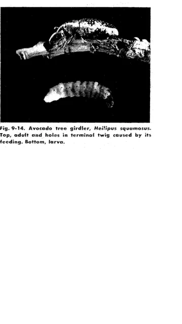 avocado tree girdler from ebeling