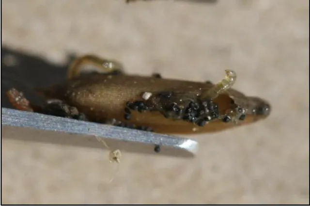 Injured seed with rice seed midge larva