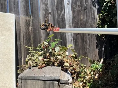 Safely harvesting blackberries. Photos by Tina Saravia