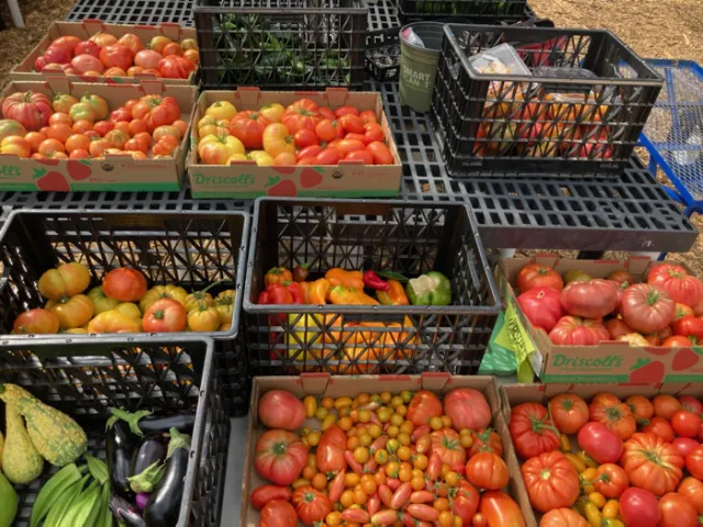 OurGarden-01_GregLetts