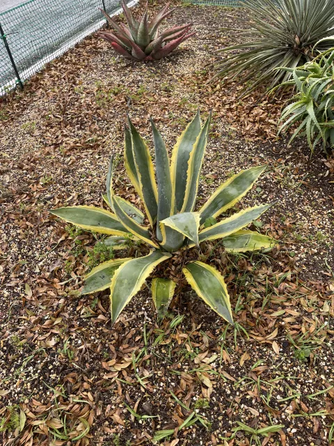 Photo courtesy of Dan Lent