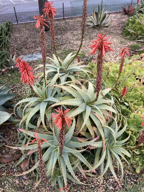 Aloe arborescens