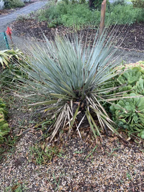 Photo courtesy of Dan Lent