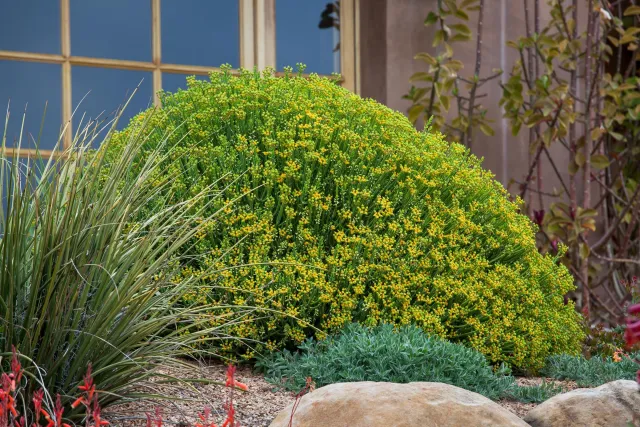 Photo courtesy of WUCOLS