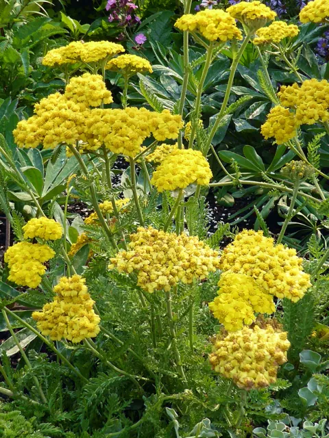 Photo Courtesy of Annie's Annuals & Perennials