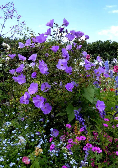 Photo Courtesy of Annie's Annuals & Perennials