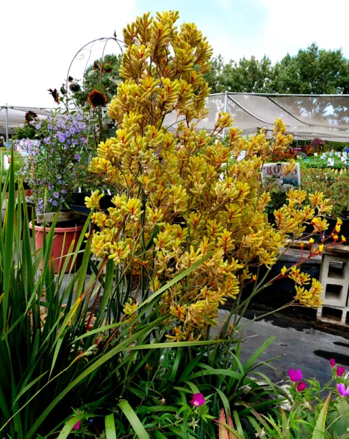 Photo Courtesy of Annie's Annuals & Perennials