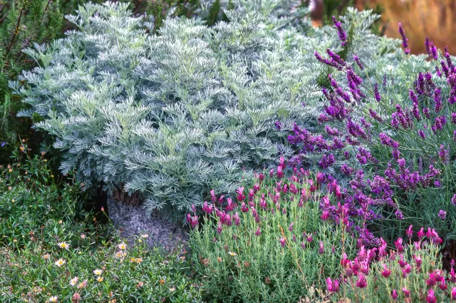 Photo courtesy of WUCOLS