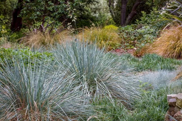 Photo courtesy of WUCOLS