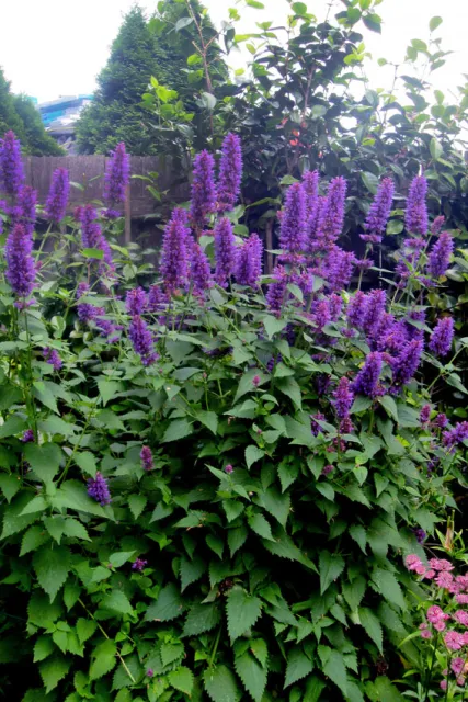 Photo courtesy of Shelly Feuerstein