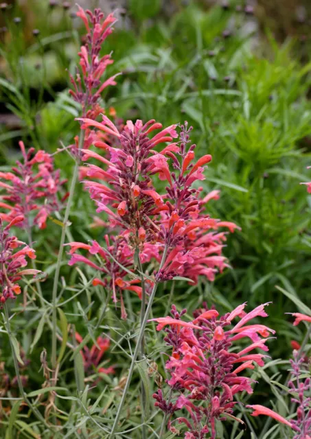 Photo Courtesy of Annie's Annuals & Perennials