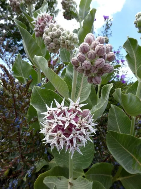 Photo Courtesy of Annie's Annuals & Perennials