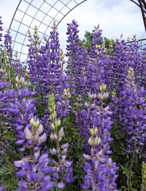 Photo Courtesy of Annie's Annuals & Perennials