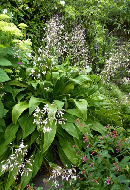 Photo Courtesy of Annie's Annuals & Perennials