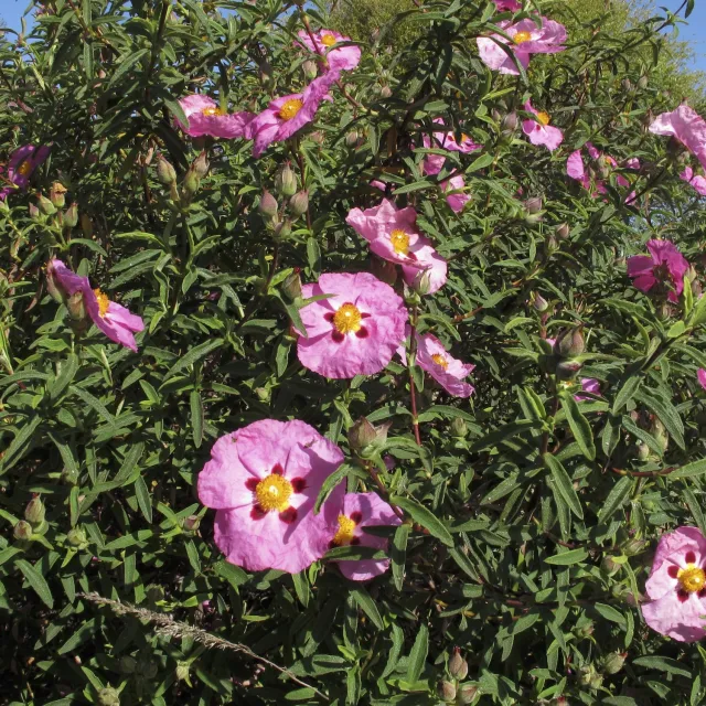 Photo courtesy of Liv Imset