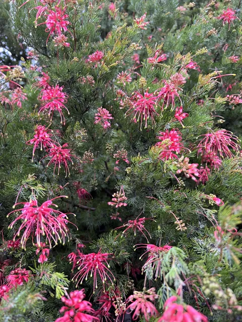 Photo courtesy of Liv Imset