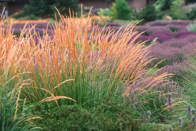 Photo courtesy of WUCOLS