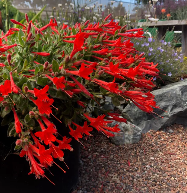 Photo Courtesy of Annie's Annuals & Perennials