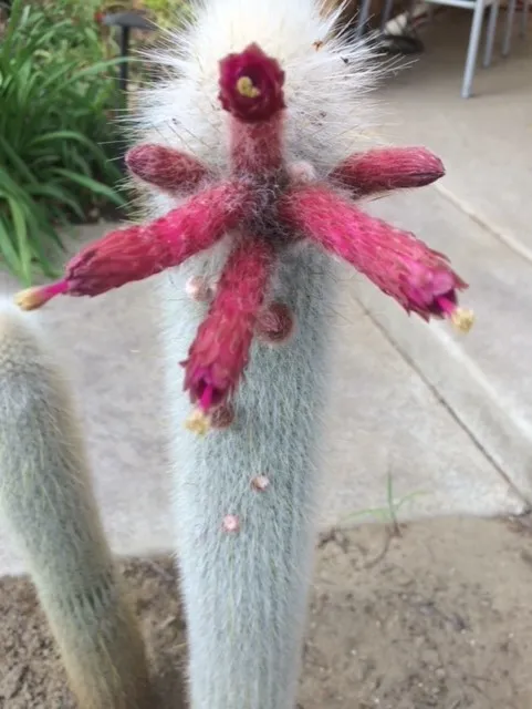 white cactus with bloom jdedora