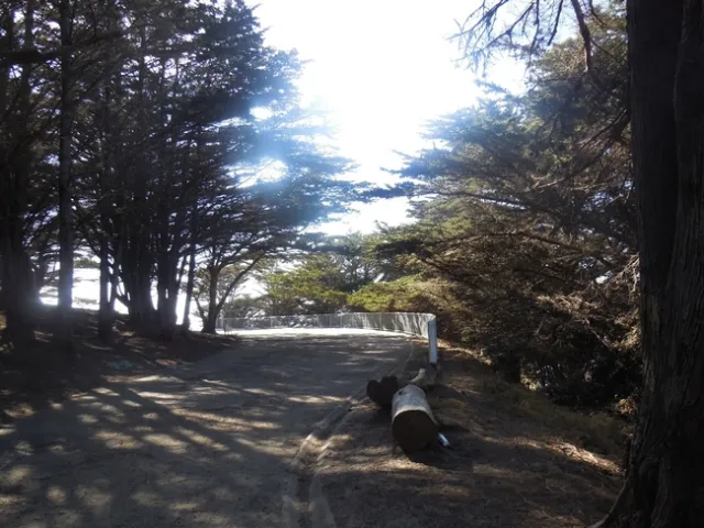 San Franciso Sutro Park by Brenda Altman