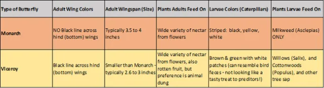 monarch viceroy graphic