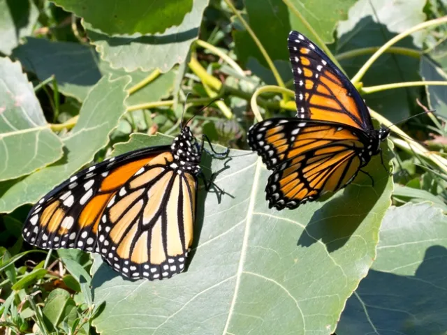 Monarch and Viceroy - credits to Ranger Robb licensed under CC BY-NC-SA 2.0