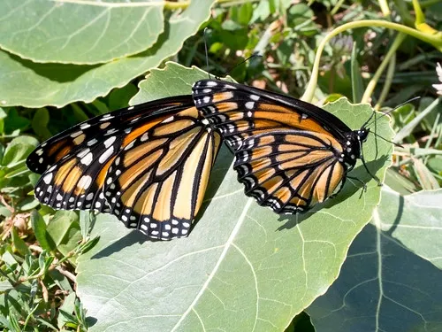 Monarch and Viceroy 2 - credits to Ranger Robb licensed under CC BY-NC-SA 2.0
