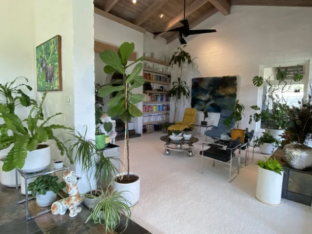 Tall houseplants against a livingroom wall and window.