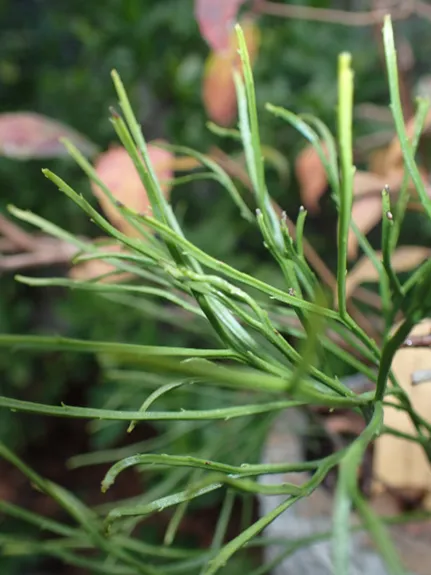Closeup of mystery plant.