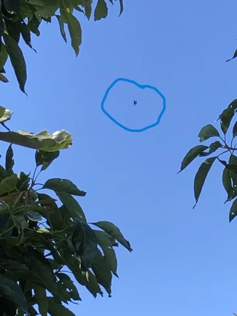 orb spider high in sky circle