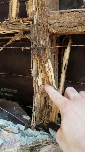 A trav&eacute;s de sus numerosas colonias, esta termita puede convertir la madera en un tipo de &ldquo;pastel esponjoso&rdquo;, dijo Siavash Taravati, asesor sobre el Manejo Integrado de Plagas Urbanas de Extensi&oacute;n Cooperativa. Fotograf&iacute;a por Siavash Taravat