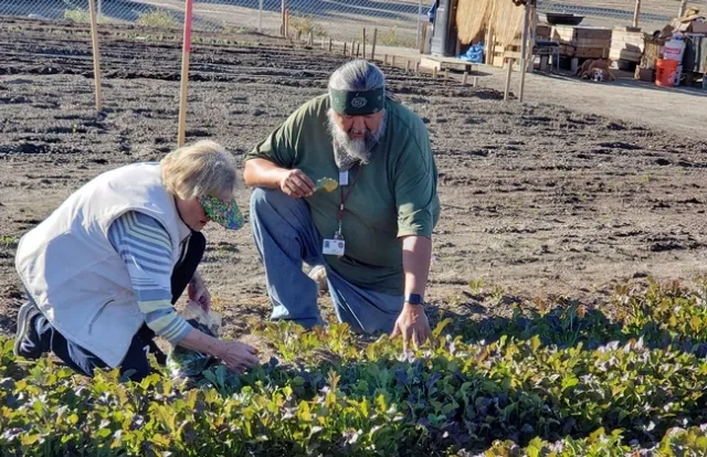 Marilyn Howard, jardinera maestra de UC (izquierda), maestro Eloyd Rodr&iacute;guez, gerente del Huerto Cultural (derecha), inspeccionan un cultivo de lechuga.